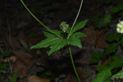Saniculeae