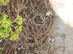 Euphorbia esuliformis