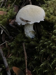 Austroboletus niveus