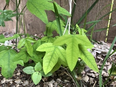 Passiflora