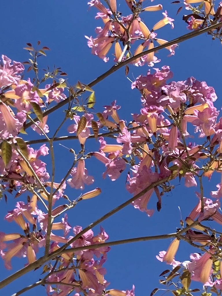 Handroanthus heptaphyllus from University of California, Riverside ...