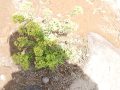 Euphorbia esuliformis