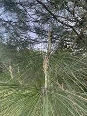 Pinus coulteri