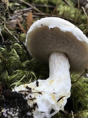 Austroboletus niveus