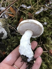 Austroboletus niveus