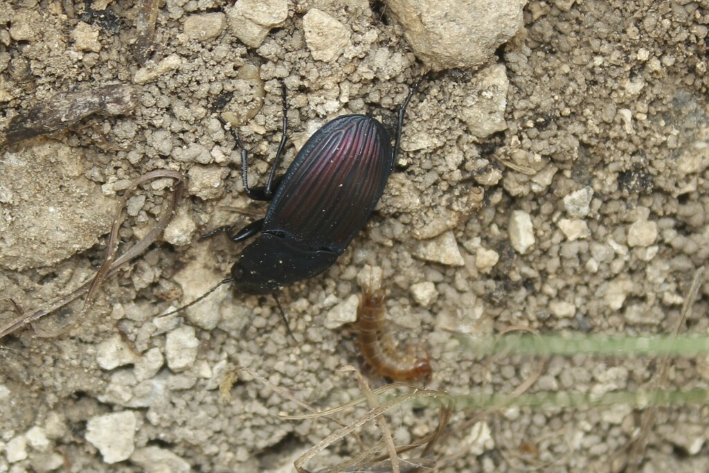 Stone Centipedes from Burnet County, TX, USA on April 19, 2024 at 04:22 ...