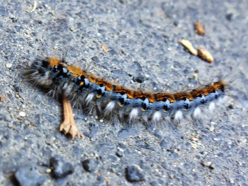 Pacific Tent Caterpillar photo 3