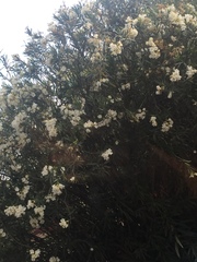 Nerium oleander