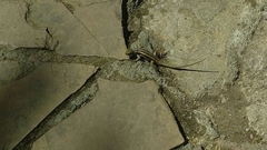 Sceloporus variabilis marmoratus