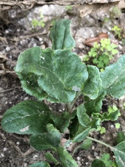 Proboscidea louisianica