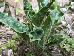 Proboscidea louisianica