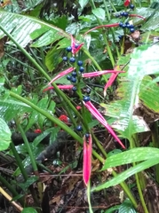 Heliconia aemygdiana