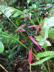 Heliconia aemygdiana