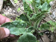 Proboscidea louisianica