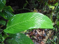 Heliconia aemygdiana