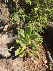 Phacelia integrifolia