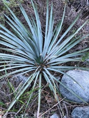 Hesperoyucca