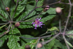 Vernonia greggii