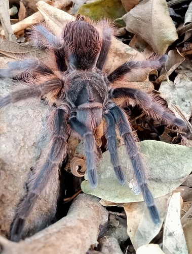 Pedregal Tarantula