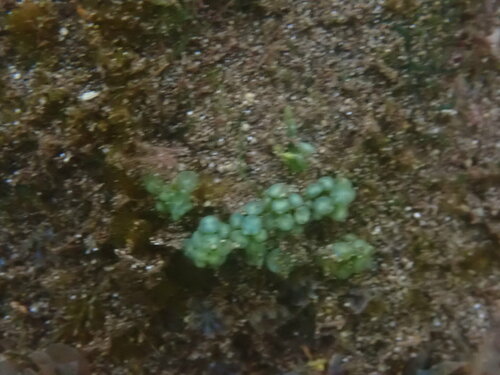 Caulerpa racemosa observed 2024-04-13