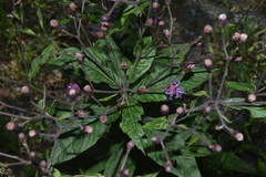 Vernonia greggii