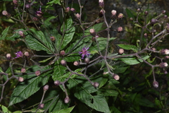 Vernonia greggii