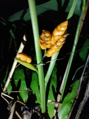 Stromanthe stromanthoides