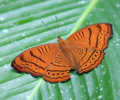 Pseudergolis wedah