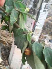 Prunus serotina salicifolia