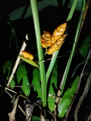 Stromanthe stromanthoides