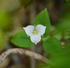 Pseudotrillium rivale