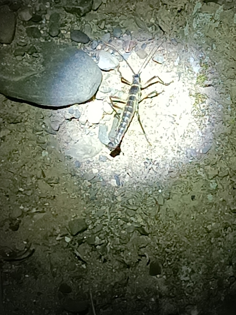 Peruphasma pentlandi
