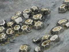 Cryptolepas rhachianecti