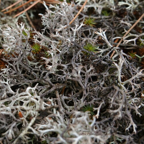 Cladonia stygia (Fr.) Ruoss