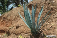 Agave tequilana