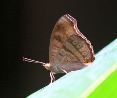 Pseudergolis wedah