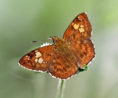 Pseudocoladenia fabia