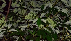 Alstonia scholaris
