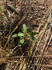 Chenopodium fremontii