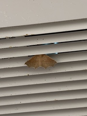Tetracis cervinaria
