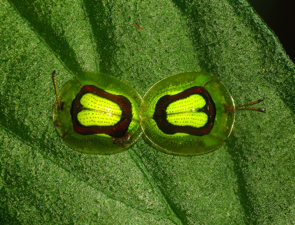 Plagiometriona deyrollei