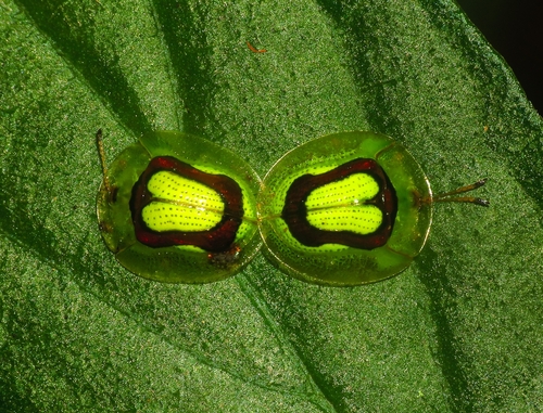 Plagiometriona deyrollei