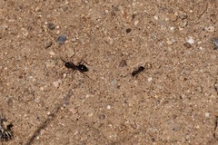 Myrmecocystus