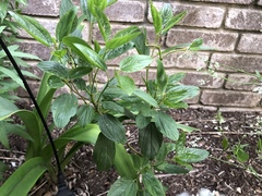 Ceanothus americanus