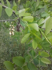 Robinia pseudoacacia