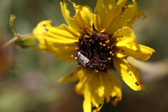 Closterocoris amoenus