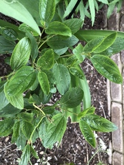 Ceanothus americanus