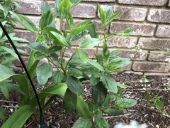 Ceanothus americanus