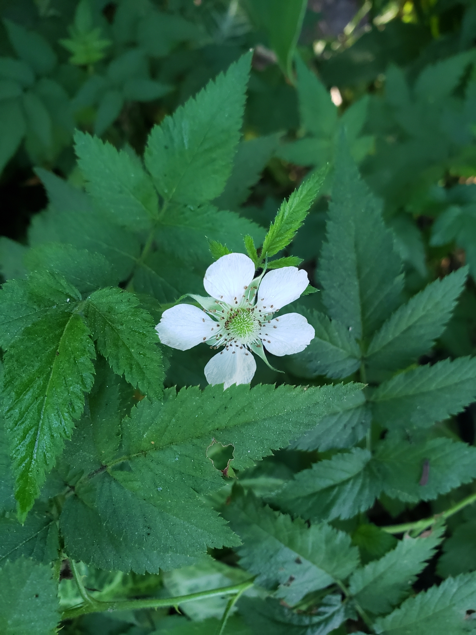 Rubus rosifolius