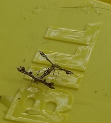 Platyptilia carduidactylus